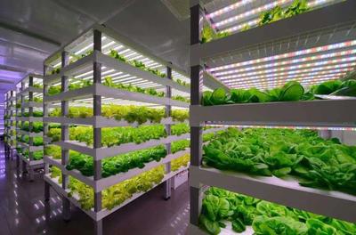 【未來農業】從中日荷"植物工廠",看未來農業~