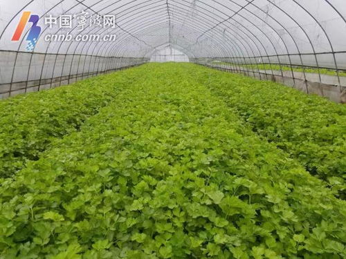 寧波力保主要農(nóng)產(chǎn)品穩(wěn)定供應(yīng) 當(dāng)前 菜籃子 產(chǎn)品供應(yīng)充足