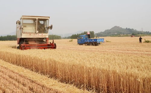 農(nóng)業(yè)農(nóng)村部 全力抓好下半年糧食和重要農(nóng)產(chǎn)品生產(chǎn)