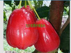 廣西蓮霧果基地怎么樣|廠家直銷特惠廣西蓮霧果圖片|廣西蓮霧果基地怎么樣|廠家直銷特惠廣西蓮霧果產(chǎn)品圖片由防城港市天紅農(nóng)業(yè)科技有限責(zé)任公司公司生產(chǎn)提供-