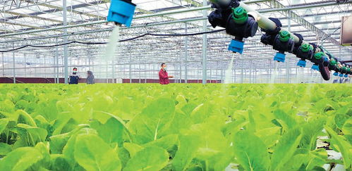 智慧農(nóng)業(yè)增產(chǎn)增收