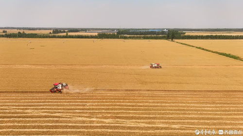 山東樂陵 適期收獲良種田 全力保農(nóng)業(yè) 芯片