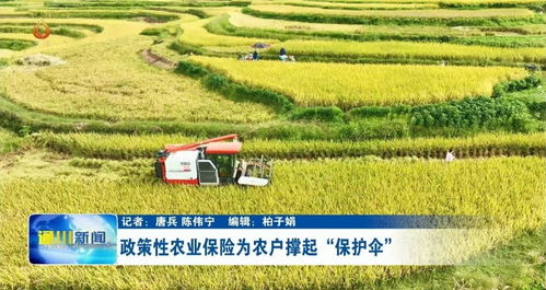 中航安盟保險(xiǎn) 稻穗飄香,農(nóng)業(yè)保險(xiǎn)助力農(nóng)戶顆粒歸倉