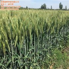 【山東麥種_濟南朝暉種業(yè)_銷售高抗病麥種】價格,廠家,圖片-中國網庫