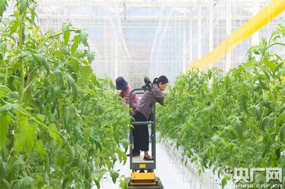 魚菜共生、數字魚 浙江德清讓農業(yè)更智慧