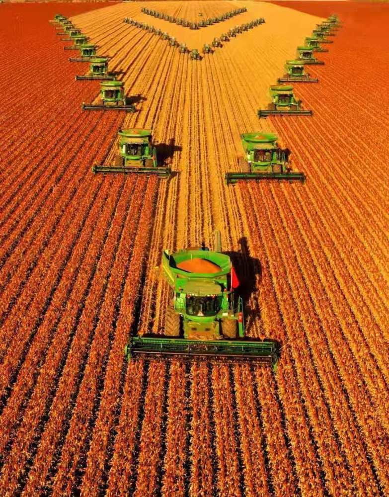 嫩江農場高粱豐收:震撼--北大荒農業(yè)展現壯美秋收畫卷