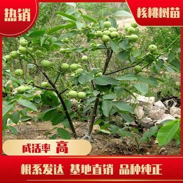 棗樹(shù)能嫁接什么樹(shù)