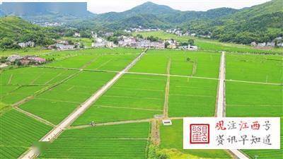 萍鄉(xiāng)千畝高標準水稻制種基地 助推現(xiàn)代農(nóng)業(yè)發(fā)展新篇章