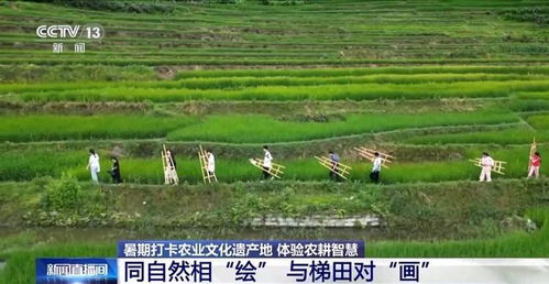 打卡農(nóng)業(yè)文化遺產(chǎn)地 他們把研學活動選在山水林田間