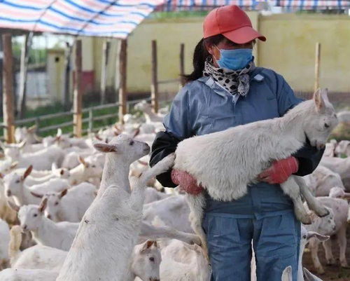 岐山農(nóng)業(yè)新藍圖 一碗面帶動觀光農(nóng)業(yè)與養(yǎng)殖業(yè)騰飛