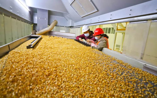 攥緊中國種子 創(chuàng)新驅動下的農(nóng)業(yè)品種革命