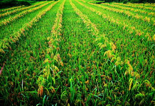 云南農業信息網 推動農業現代化的重要平臺