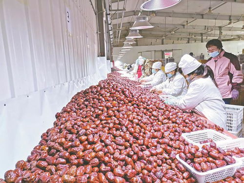 兵團日報 農業現代化進程中的兵團力量