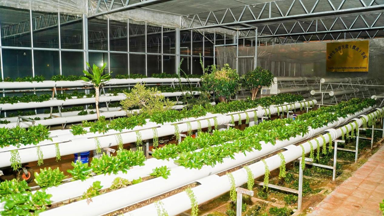 山海間的“豐”味答卷 青島農品以創新實踐聯通城鄉促共富