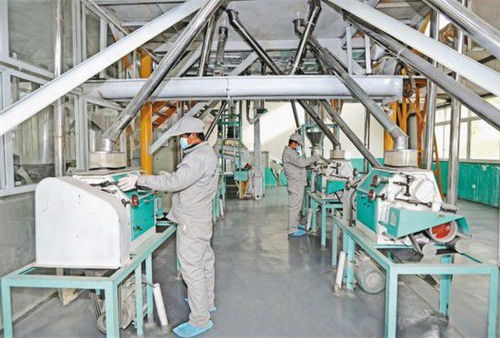 蕎麥加工前景廣闊，現(xiàn)代農(nóng)業(yè)新引擎