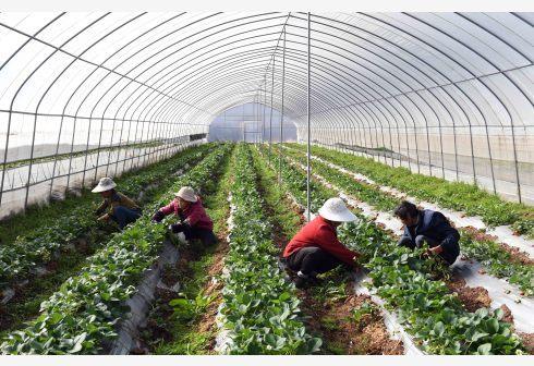 打造“第一車間” 農(nóng)業(yè)農(nóng)村部推動農(nóng)產(chǎn)品精深加工，今年將發(fā)布百強企業(yè)名單